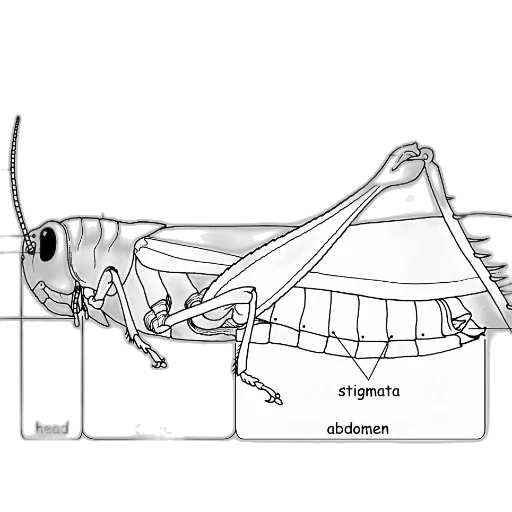 animal, creature, dragon, robot, concept art, black, white, diagram transparent PNG cut-out