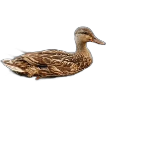 animal, jewelry, crown, creature, 3d render, photorealistic, duck, brown transparent PNG cut-out