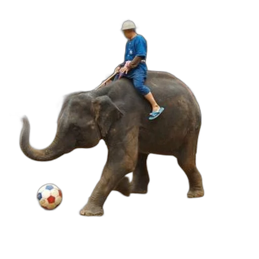 animal, creature, hat, photorealistic, concept art, pixel art, 3d render, person transparent PNG cut-out