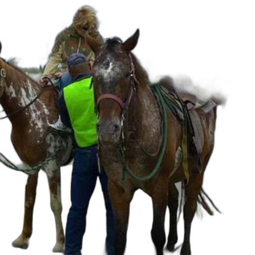 jacket, staff, animal, photorealistic, 3d render, concept art, person, green transparent PNG cut-out