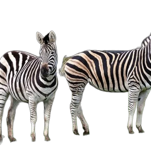 animal, creature, 3d render, photorealistic, concept art, monochrome, two, zebras transparent PNG cut-out