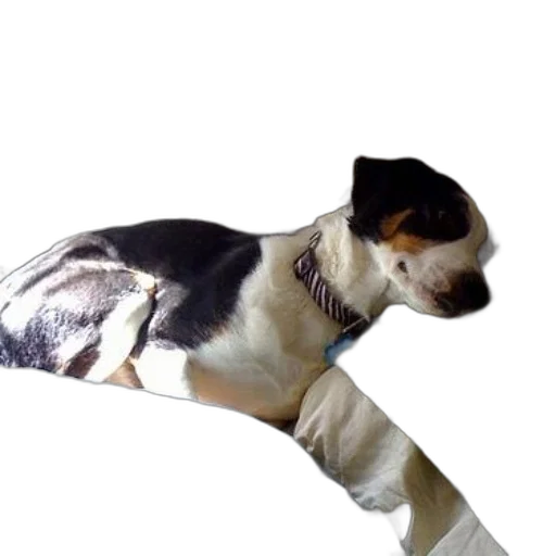 staff, animal, creature, photorealistic, 3d render, black, white, dog transparent PNG cut-out