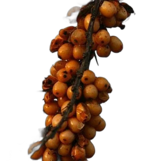 crown, jewelry, staff, food, 3d render, photorealistic, cluster, orange transparent PNG cut-out