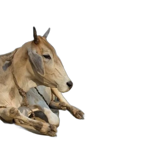animal, creature, weapon, dragon, photorealistic, 3d render, concept art, oil painting transparent PNG cut-out