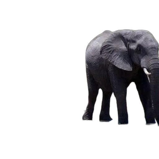 animal, creature, umbrella, weapon, 3d render, photorealistic, concept art, monochrome transparent PNG cut-out
