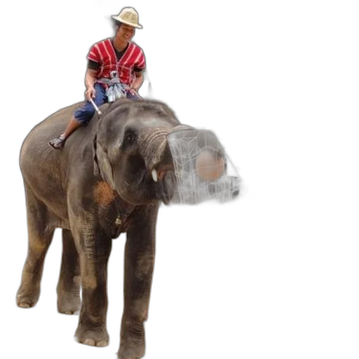 animal, photorealistic, 3d render, person, rides, elephant, while, tries transparent PNG cut-out
