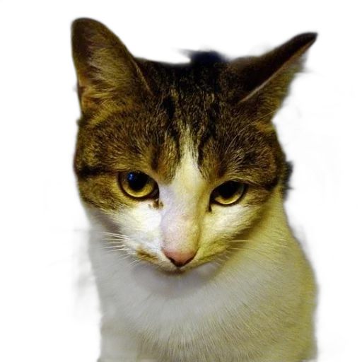 animal, staff, face, creature, photorealistic, 3d render, cat, yellow transparent PNG cut-out