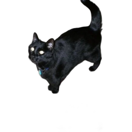 animal, creature, staff, dragon, photorealistic, 3d render, pixel art, concept art transparent PNG cut-out
