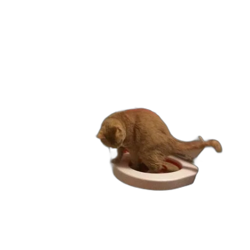 food, animal, creature, hat transparent PNG cut-out
