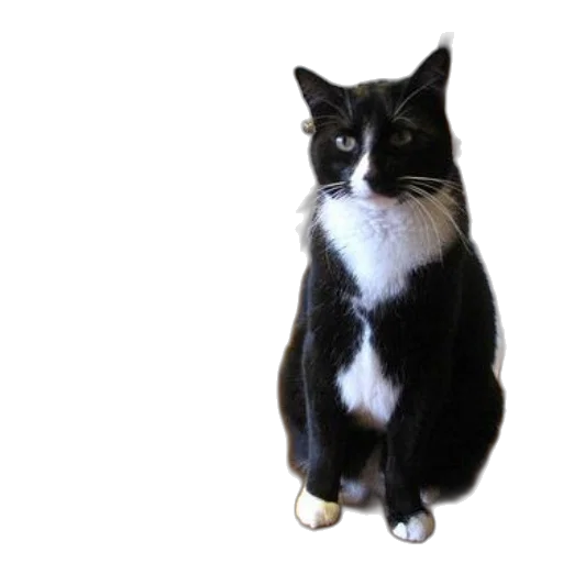 staff, animal, creature, photorealistic, 3d render, black, white, cat transparent PNG cut-out
