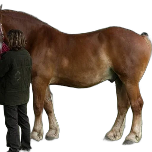 animal, jacket, staff, creature transparent PNG cut-out