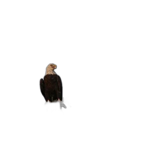 animal, jacket, hair, creature, pixel art, 3d render, photorealistic, concept art transparent PNG cut-out