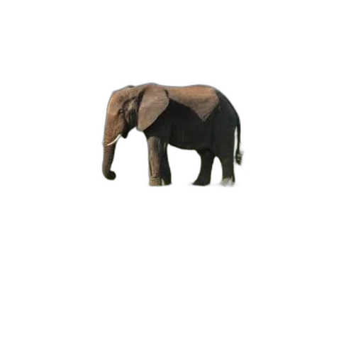 animal, creature, staff, hat, 3d render, concept art, photorealistic, pixel art transparent PNG cut-out