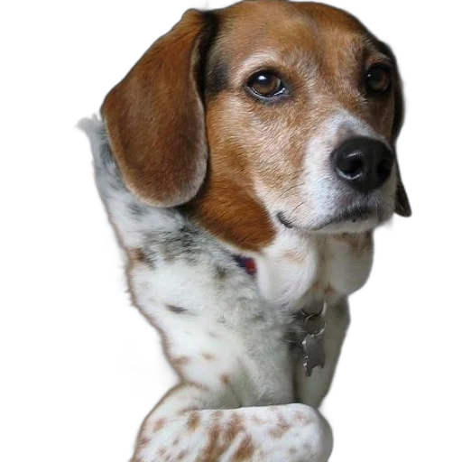 animal, staff, face, creature, photorealistic, oil painting, 3d render, beagle transparent PNG cut-out