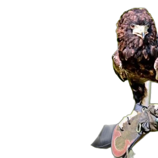 shoes, weapon, animal, robot, concept art, 3d render, photorealistic, fantasy art transparent PNG cut-out
