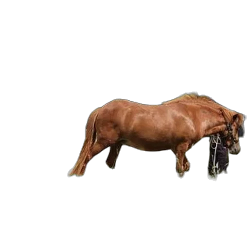 animal, hair, creature, weapon, photorealistic, 3d render, concept art, brown transparent PNG cut-out