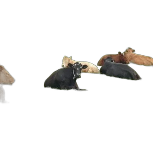 jewelry, hat, shoes, animal, concept art, 3d render, earth tones, group transparent PNG cut-out