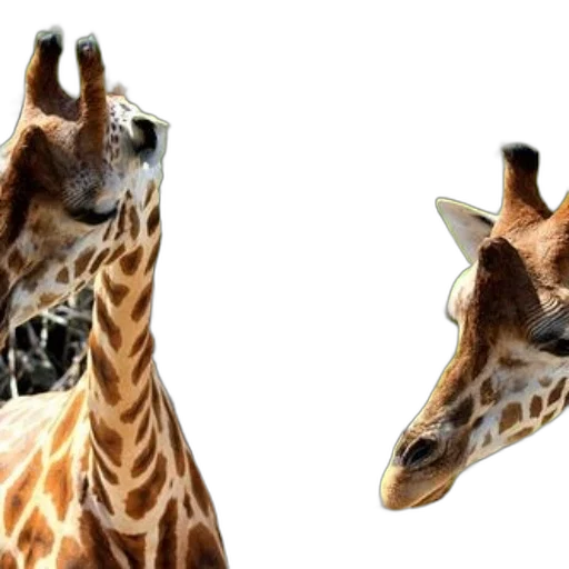 animal, creature, face, shoes, 3d render, photorealistic, concept art, two transparent PNG cut-out