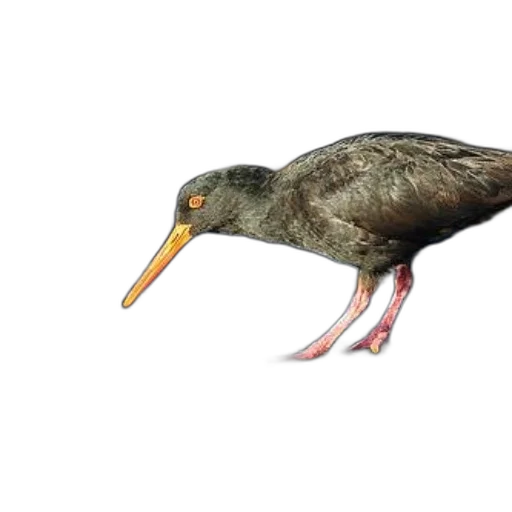 animal, creature, concept art, photorealistic, 3d render, black, bird, orange transparent PNG cut-out