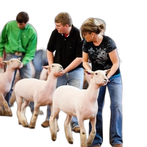 group, people, livestock, show, sheep, foreground transparent PNG cut-out