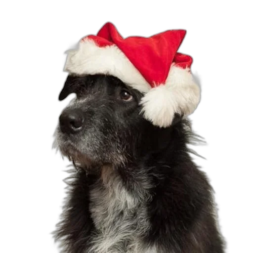 hat, black, dog, wearing, festive, red, santa, white transparent PNG cut-out