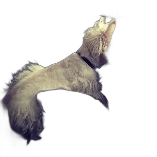 animal, staff, creature, hair, concept art, 3d render, photorealistic, fantasy art transparent PNG cut-out