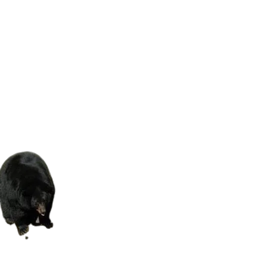 animal, creature, hat, weapon, 3d render, concept art, photorealistic, two transparent PNG cut-out