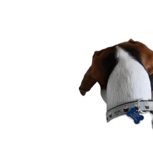 hat, crown, animal, staff, 3d render, photorealistic, two, dogs transparent PNG cut-out