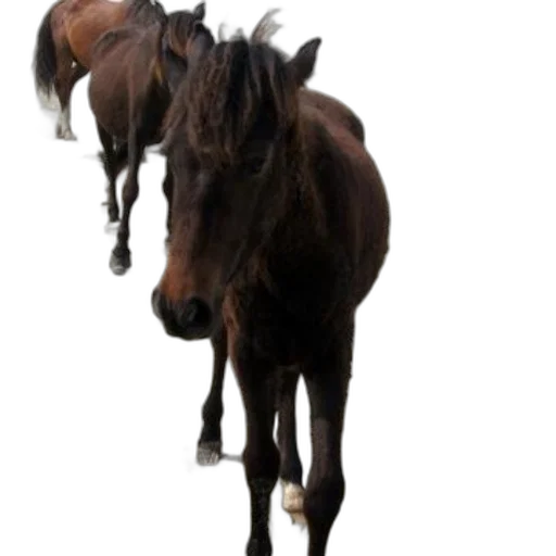 animal, staff, hair, creature transparent PNG cut-out