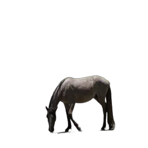 animal, creature, hair, jacket, photorealistic, concept art, 3d render, pixel art transparent PNG cut-out