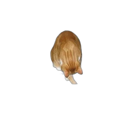hair, hat, animal, crown, 3d render, photorealistic, cat, sits transparent PNG cut-out