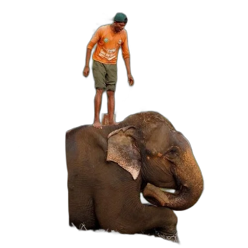 animal, creature, hat, staff, concept art, 3d render, photorealistic, forest transparent PNG cut-out