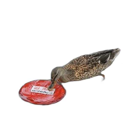 food, animal, jewelry, shoes transparent PNG cut-out