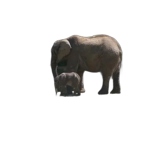 animal, creature, face, hat, 3d render, concept art, photorealistic, pixel art transparent PNG cut-out