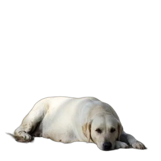 animal, creature, staff, furniture, photorealistic, 3d render, concept art, pixel art transparent PNG cut-out