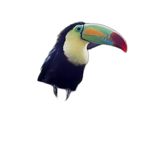 animal, hat, creature, mask, 3d render, concept art, photorealistic, watercolor transparent PNG cut-out