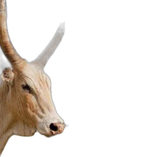 animal, photorealistic, 3d render, man transparent PNG cut-out