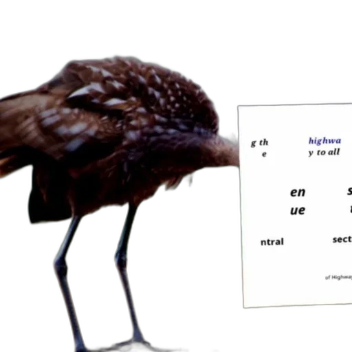 animal, creature, food, hat, concept art, dark, bird, head transparent PNG cut-out