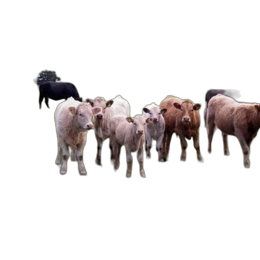 animal, jewelry, staff, food, 3d render, concept art, photorealistic, herd transparent PNG cut-out