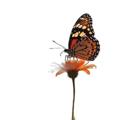 flower, animal, crown, creature transparent PNG cut-out