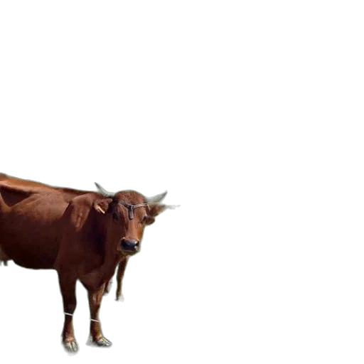 animal, creature, food, weapon, photorealistic, 3d render, concept art, pixel art transparent PNG cut-out