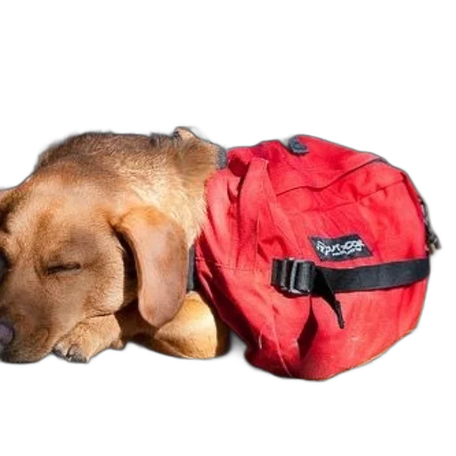 jacket, animal, staff, dog, wearing, red, backpack, rests transparent PNG cut-out