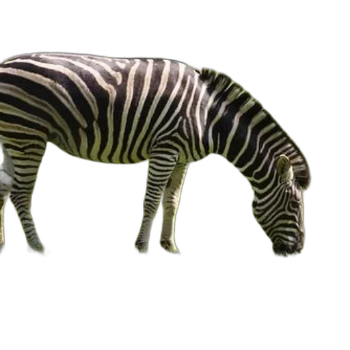 animal, creature, staff, weapon transparent PNG cut-out