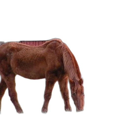 animal, creature, hair, furniture, 3d render, photorealistic, concept art, pixel art transparent PNG cut-out