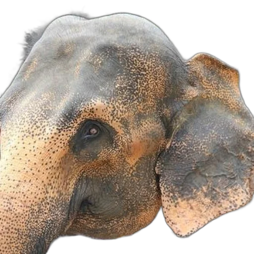 animal, face, mask, creature, photorealistic, 3d render, close-up, elephant transparent PNG cut-out