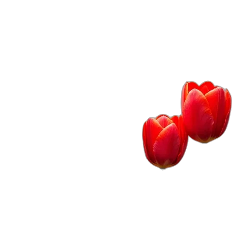 flower, crown, jewelry, food, 3d render, photorealistic, concept art, pixel art transparent PNG cut-out