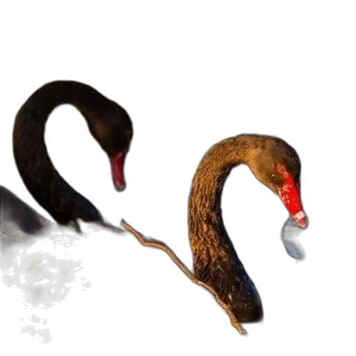 animal, staff, creature, hair, concept art, photorealistic, 3d render, oil painting transparent PNG cut-out