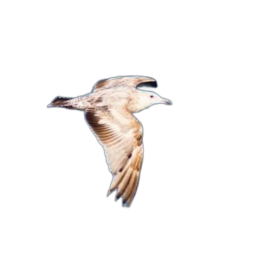animal, creature, staff, jacket transparent PNG cut-out