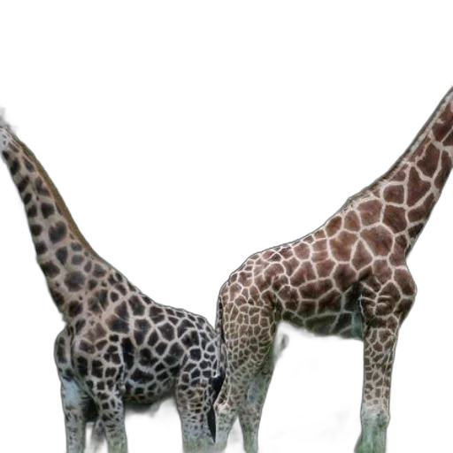 animal, creature, jewelry, 3d render, concept art, photorealistic, fantasy art, two transparent PNG cut-out
