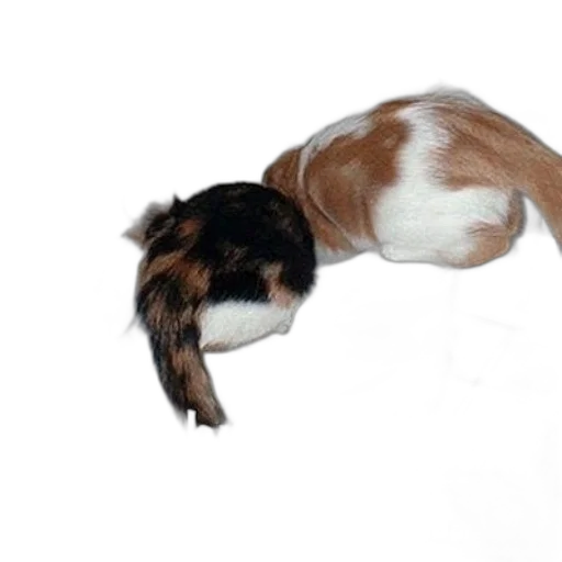 animal, staff, creature, hair, photorealistic, 3d render, humorous, meme transparent PNG cut-out